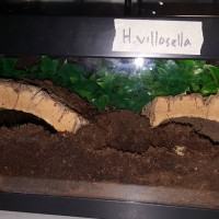 5.5 gallon villosella terrarium