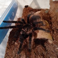 Brachypelma albopilosum juvenile