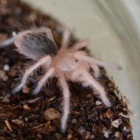 G. rosea sling after molt