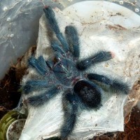 Avicularia geroldi, juvie female