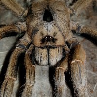 Ceratogyrus sanderi (Sandy Horned Baboon)