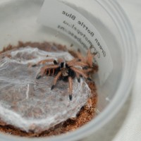 GBB Just Molted (6/2/16)