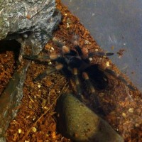 Brachypelma smithi just after molting