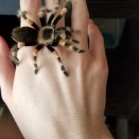 B smithi?