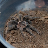 P. cancerides from EdenExotics