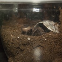 B. Smithi