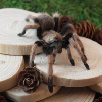 Aphonopelma chalcodes