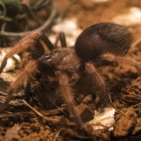 B. Boehmei 6th Instar