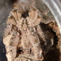 H. Maculata