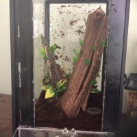 New H. maculata housing