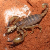 Opsitophthalmus boehmi, feeding