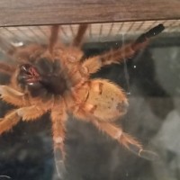 Male or female obt?