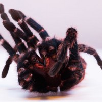 Molt from my Chromatopelma cyaneopubescens (GBB)