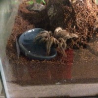 Thirsty G. sp north.