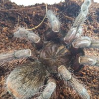 P. insignis mature male?