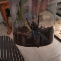 My A. Versicolor 2"