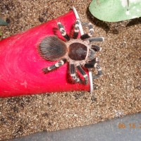 Acanthoscurria brockelhursti