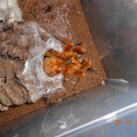 OBT