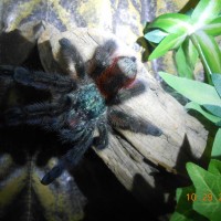 Avicularia Vericolor