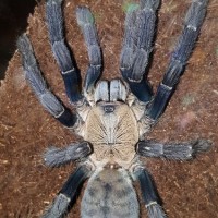 Cyriopagopus sp. "Hati Hati" (Hati Hati Purple Earth Tiger)