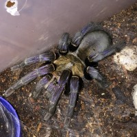 Haplopelma Lividum (wc af)