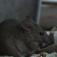 Bravest of the Mice