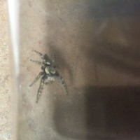 True Spider ID?