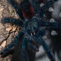 Avicularia Avicularia