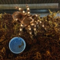 Acanthoscurria Geniculata