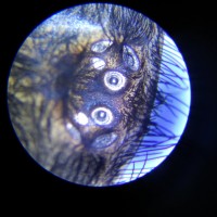 Nhandu chromatus eyes - at microscope