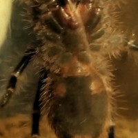 Grammostola Pulchripes Male or Female?