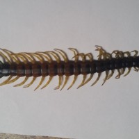 Scolopendra heros 'blotched' deceased