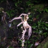 Wandering Spider in Costa Rica