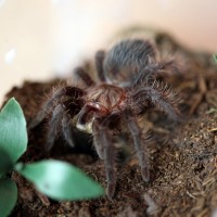 B.albopilosum