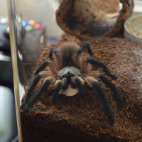 AF M. Balfouri feeding