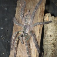 Proud mature male P. striata