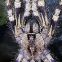 Poecilotheria regalis (Indian Ornamental)