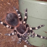 Female geniculata