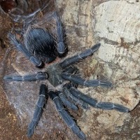 Freshly molted juvenile L. parahybana