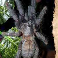 Lampropelma sp. "Borneo Black" (Borneo Black)