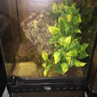 P regalis enclosure