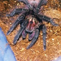 Pamphobeteus.nigricolor