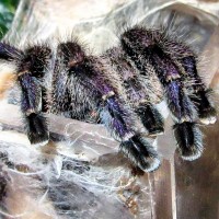 0.1 Avicularia sp. 'Colombia'