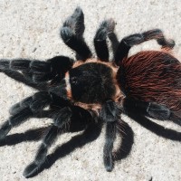 Brachypelma vagans