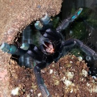 Lampropelma sp. "Borneo Black" (Borneo Black)