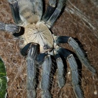 Cyriopagopus sp. "Hati Hati" (Hati Hati Purple Earth Tiger)