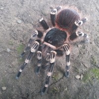 Acanthoscurria geniculata