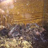 T. stirmi