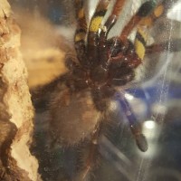 P. Ornata (1)