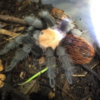 Brachypelma albiceps